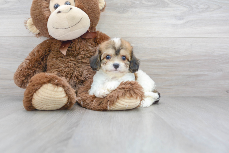 Sweet Cavachon Baby