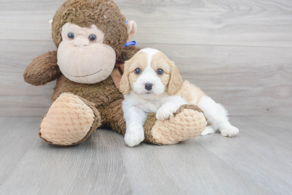 Smart Cavachon Designer Pup