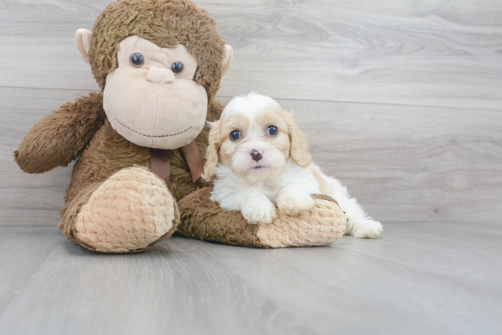 Friendly Cavachon Baby