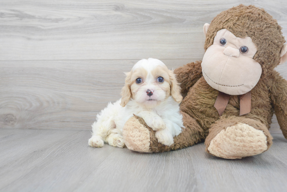 Happy Cavachon Baby