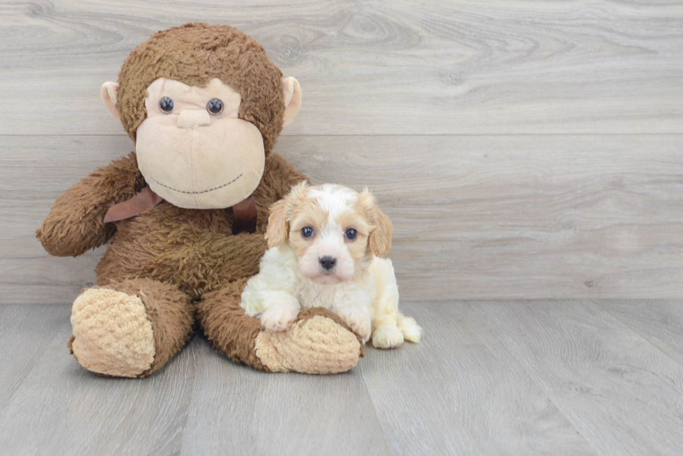 Happy Cavachon Baby