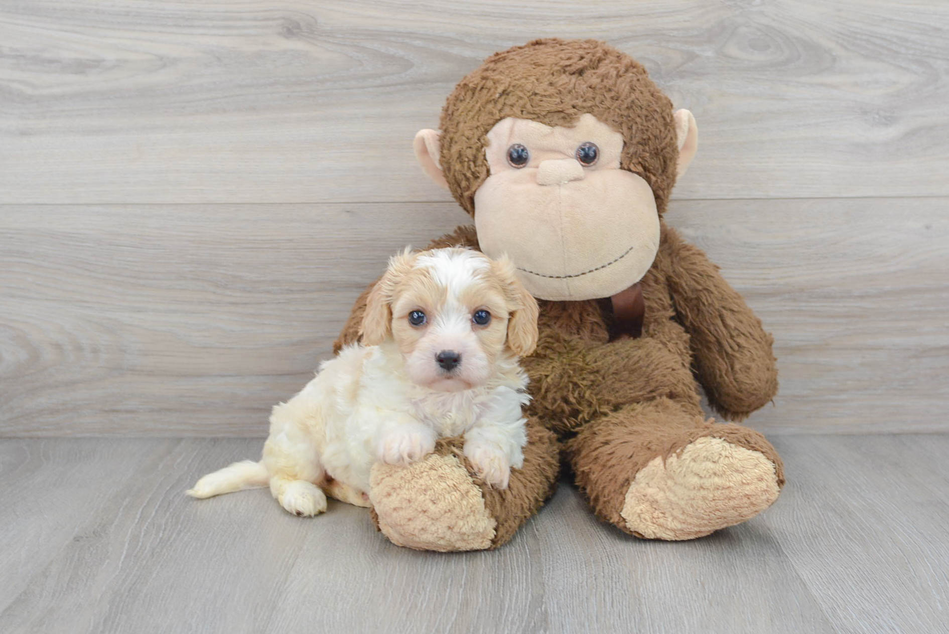 Playful Cavalier Designer Puppy