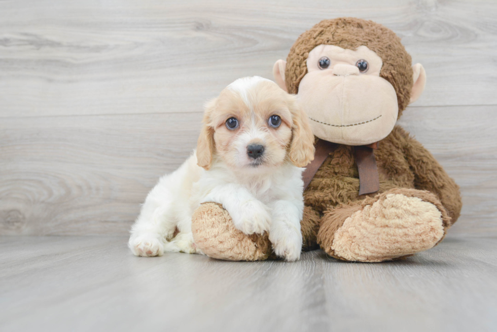 Happy Cavachon Baby