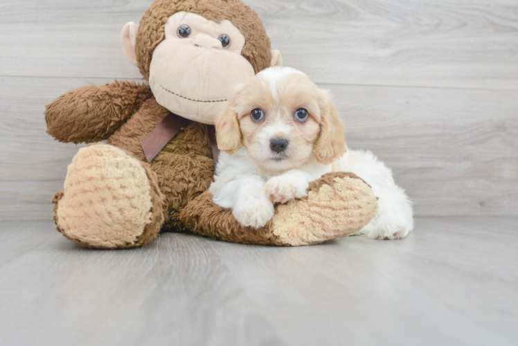 Cavachon Pup Being Cute