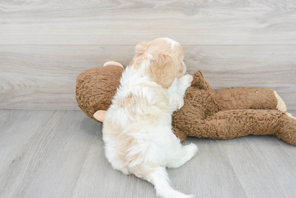 Cavachon Pup Being Cute