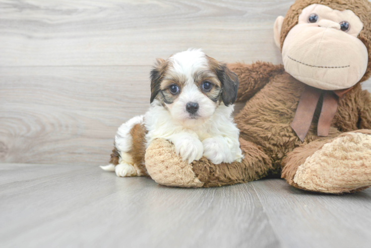 Hypoallergenic Cavalier Designer Puppy