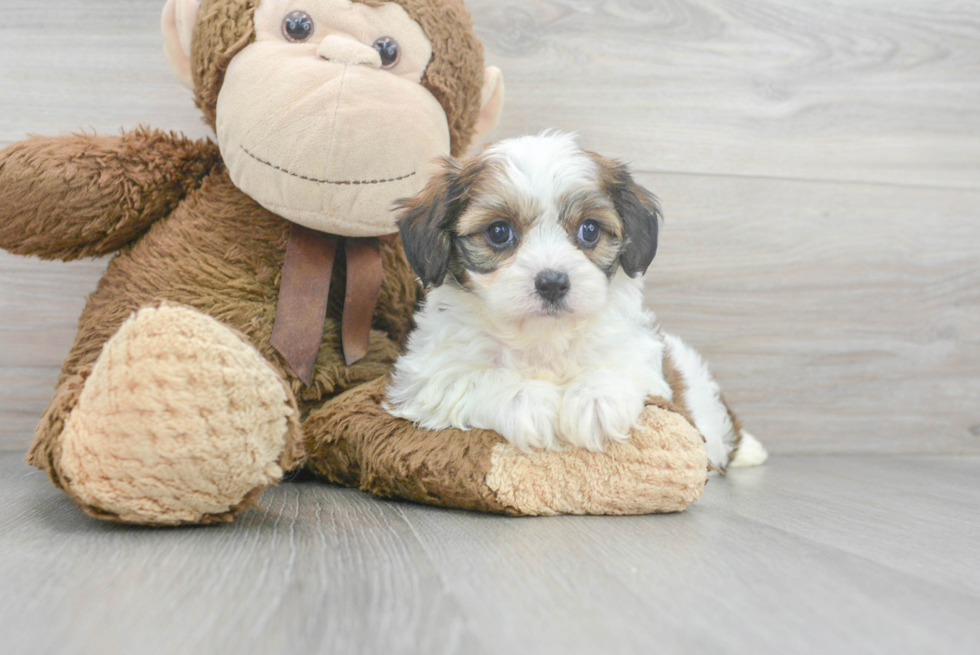 Cavachon Pup Being Cute