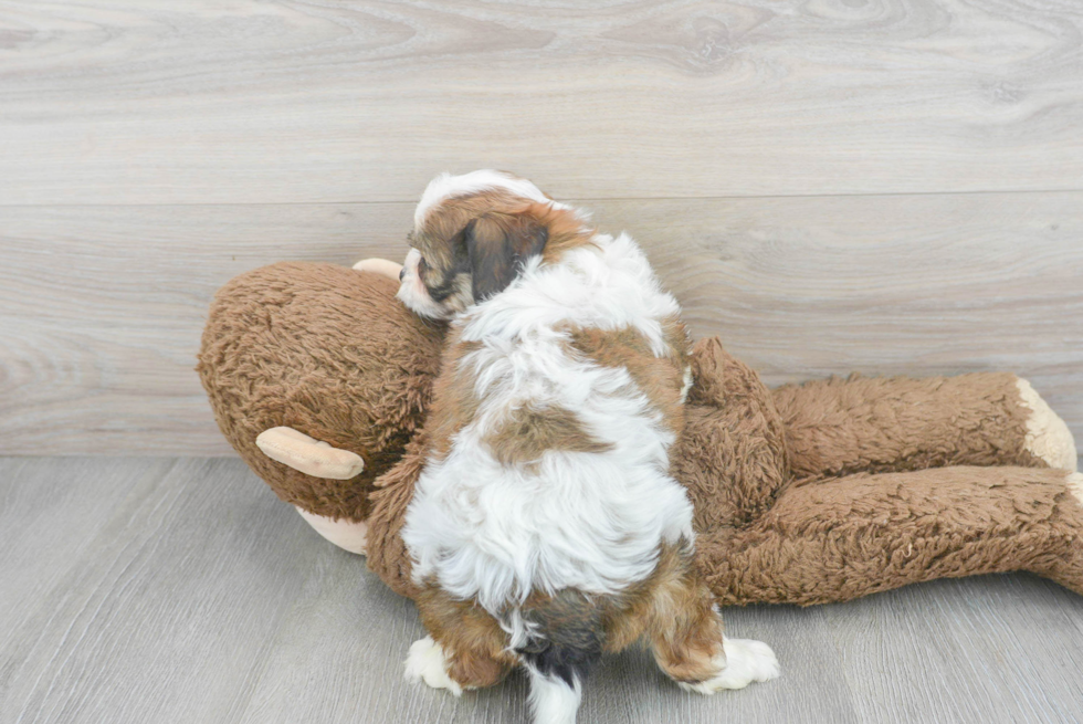 Adorable Cavalier Designer Puppy