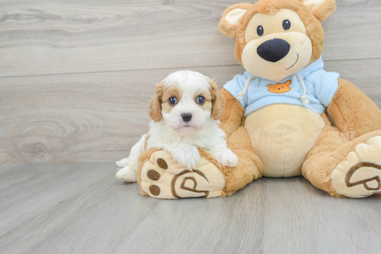 Smart Cavachon Designer Pup