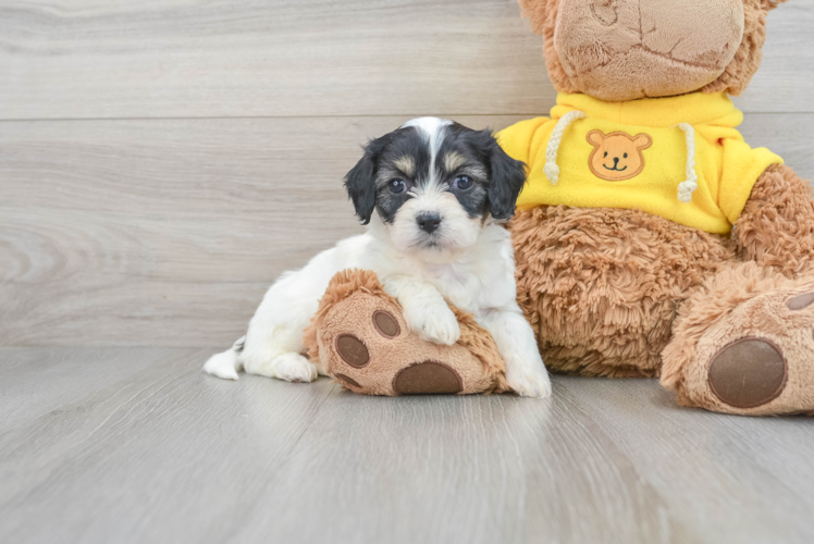 Smart Cavachon Designer Pup