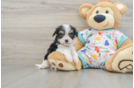 Cavachon Pup Being Cute