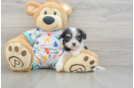 Cavachon Pup Being Cute