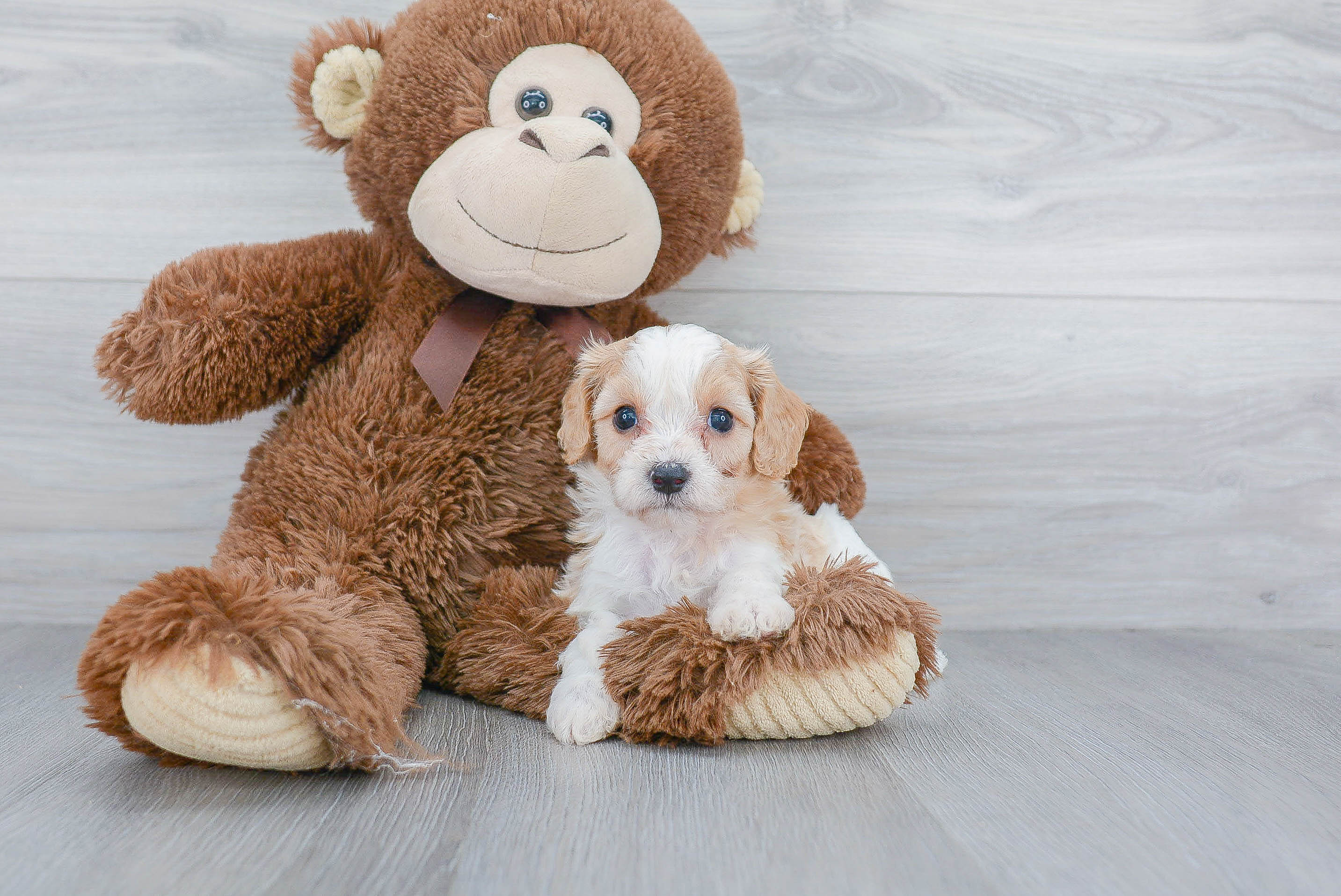 Energetic Cavalier Designer Puppy