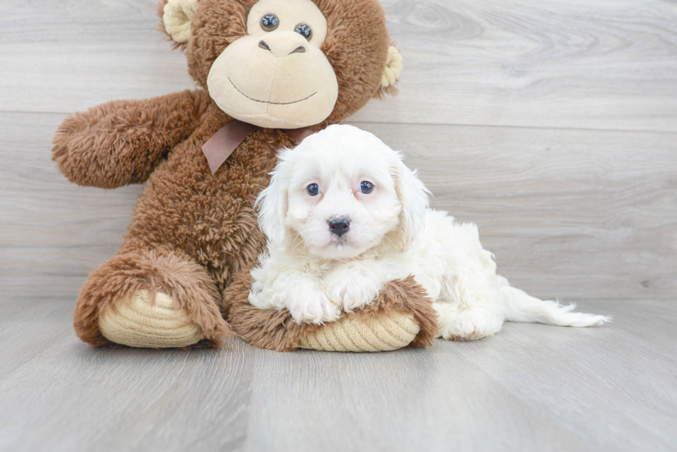 Cute Cavalier Designer Puppy