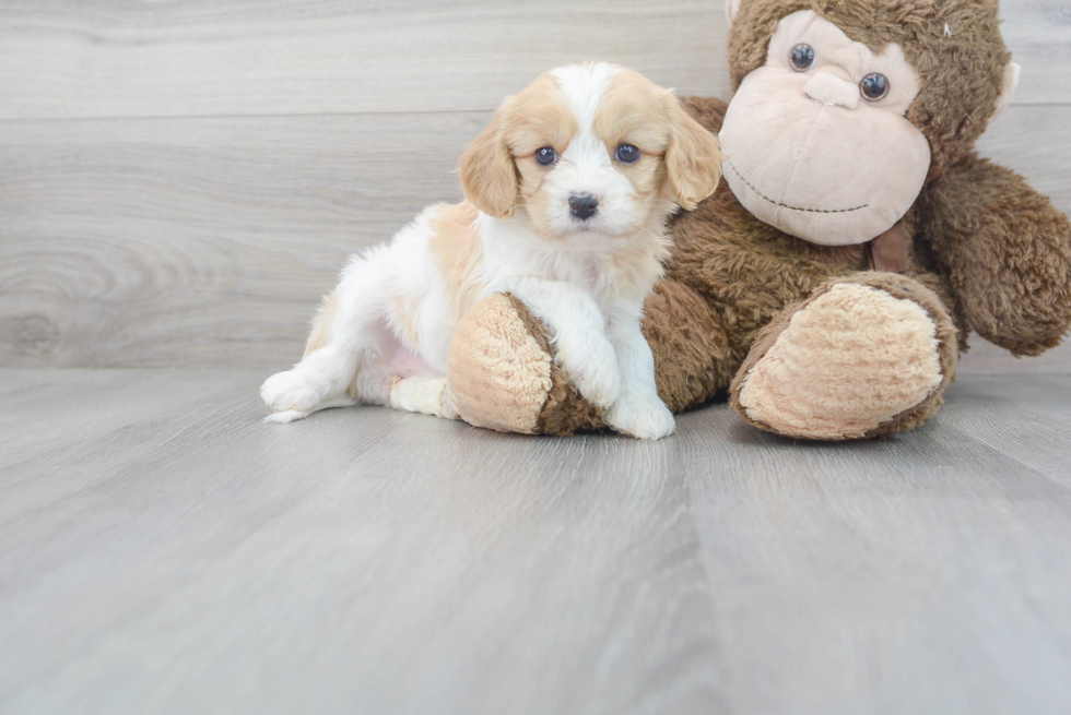 Best Cavachon Baby
