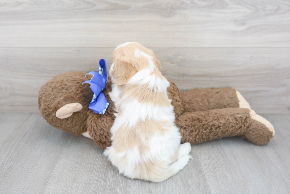 Cute Cavalier Designer Puppy
