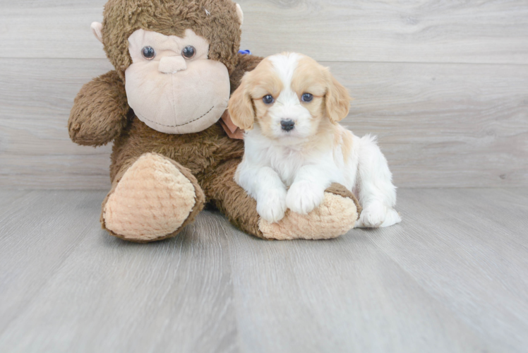Best Cavachon Baby
