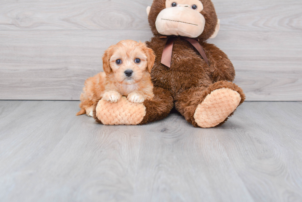 Cavachon Pup Being Cute