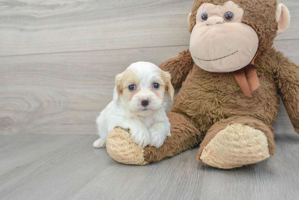 Playful Cavalier Designer Puppy