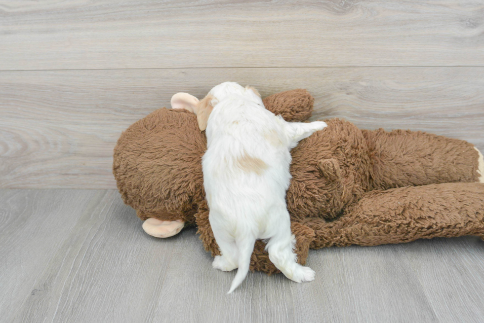 Funny Cavachon Designer Pup