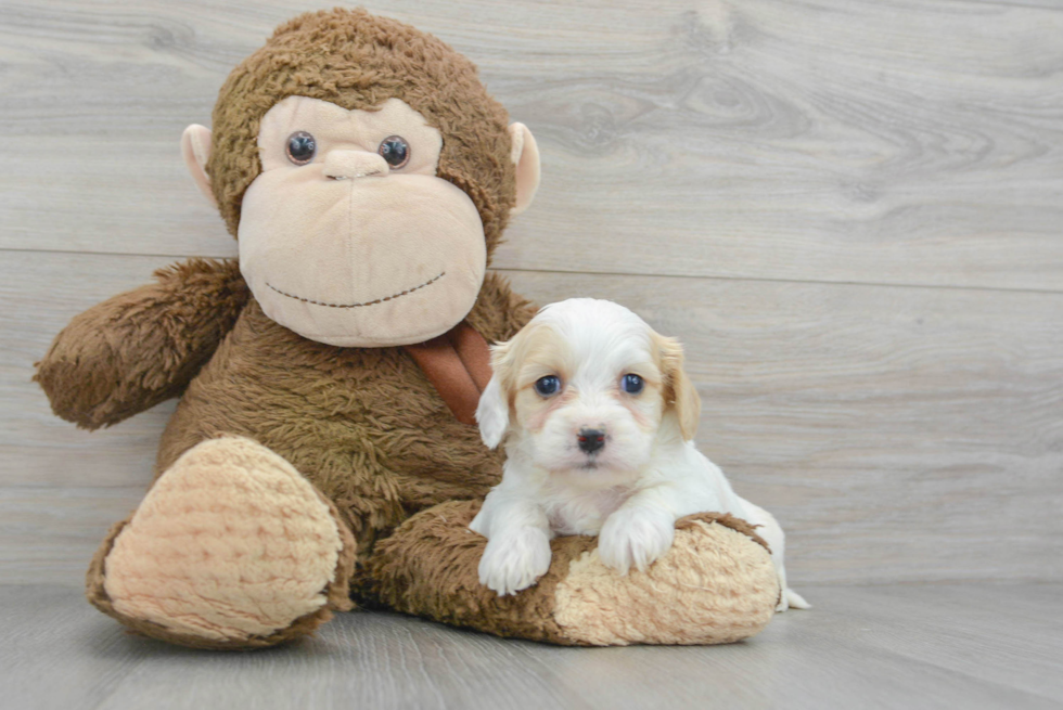 Best Cavachon Baby