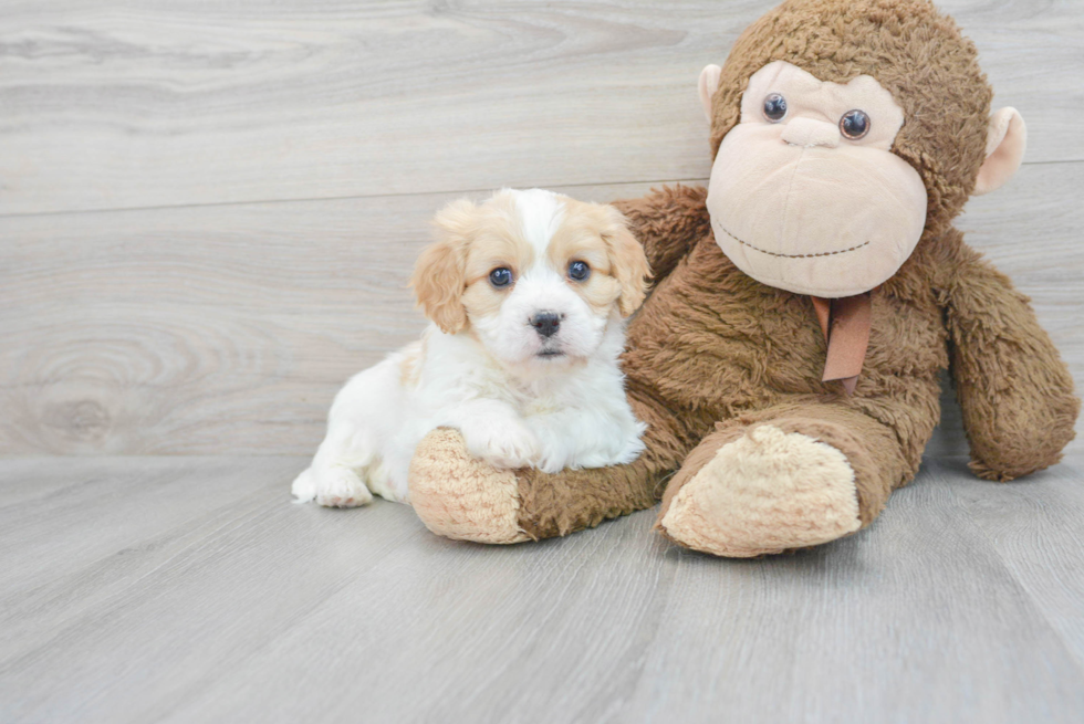 Fluffy Cavachon Designer Pup