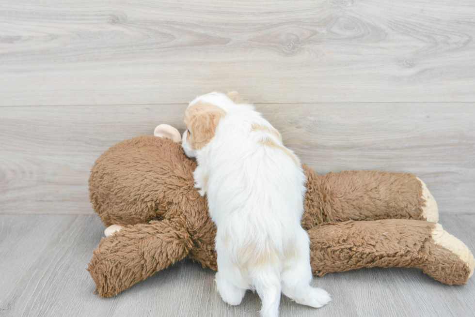 Sweet Cavachon Baby