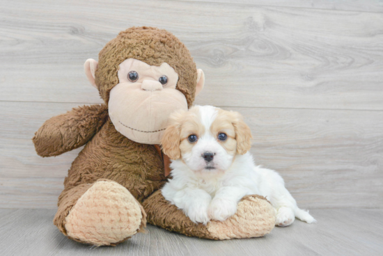 Happy Cavachon Baby