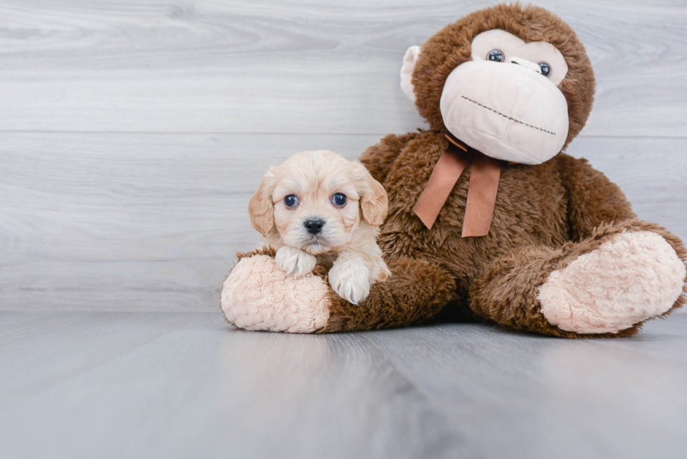 Small Cavachon Baby