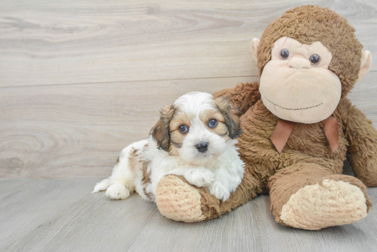 Petite Cavachon Designer Pup