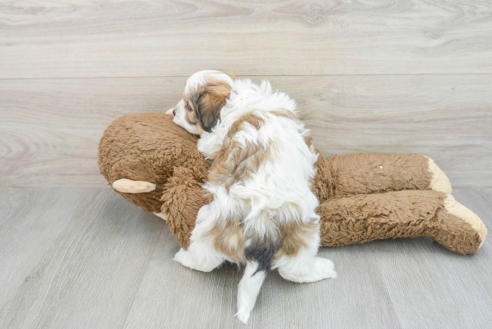 Cute Cavachon Baby