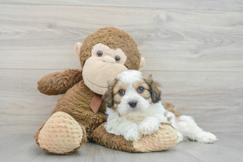 Cute Cavachon Baby