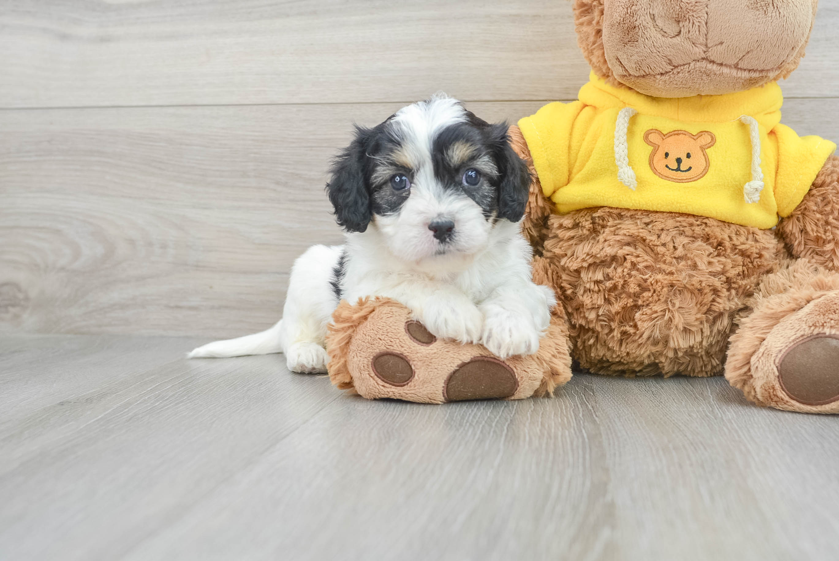 Friendly Cavachon Baby