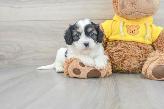 Friendly Cavachon Baby