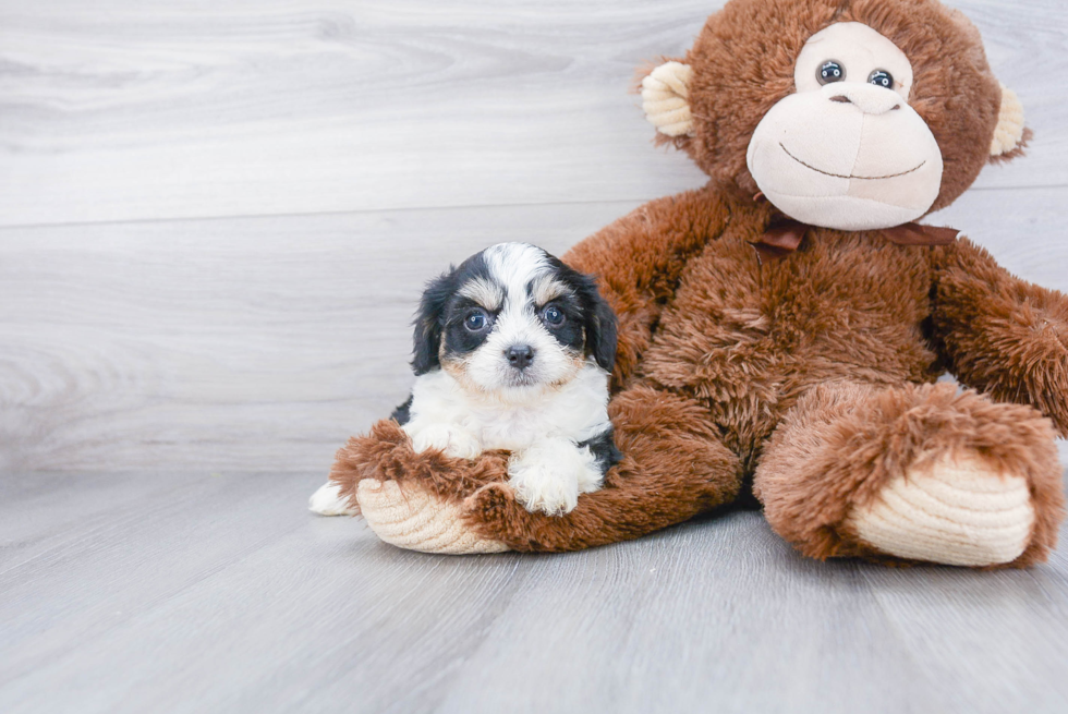 Cavachon Pup Being Cute