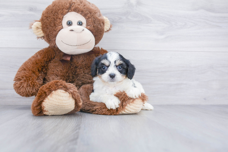 Best Cavachon Baby