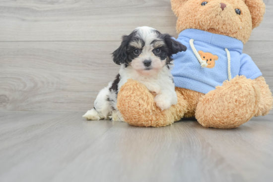 Cavachon Puppy for Adoption