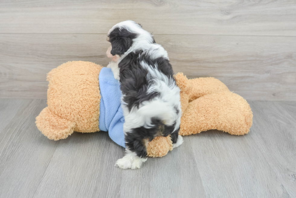 Happy Cavachon Baby