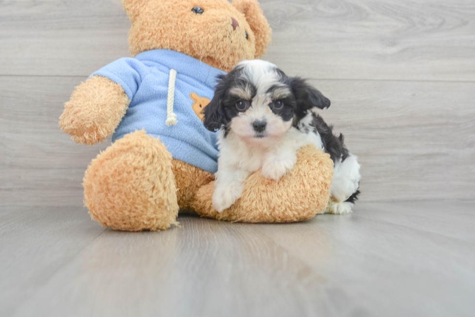 Cavachon Pup Being Cute