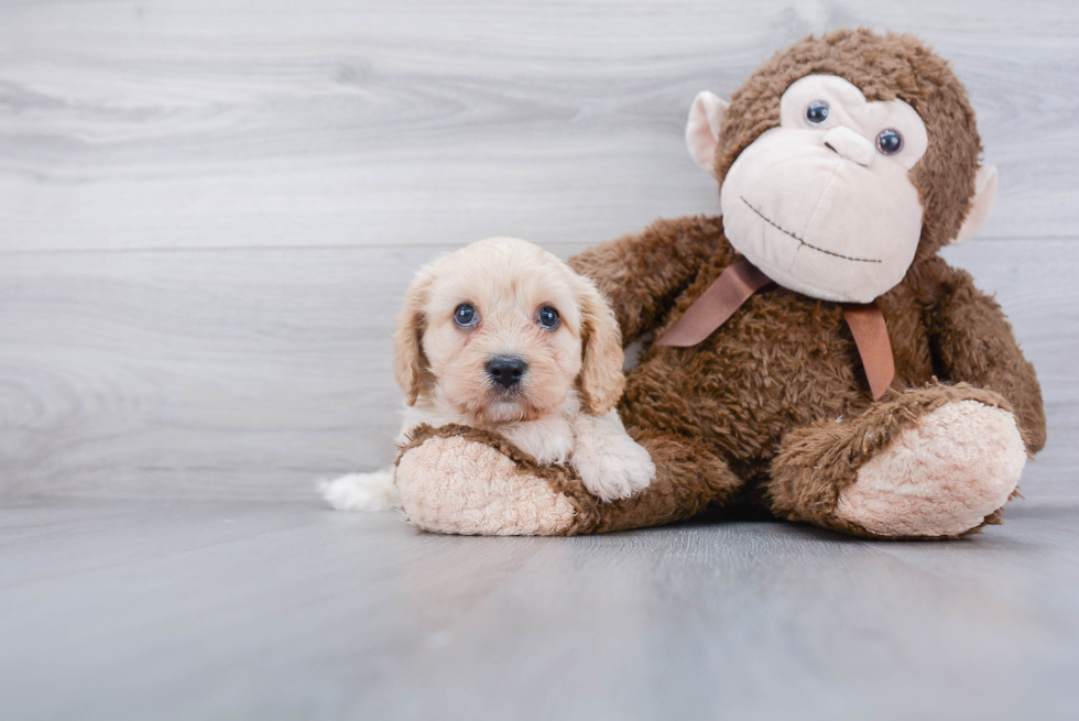 Best Cavachon Baby