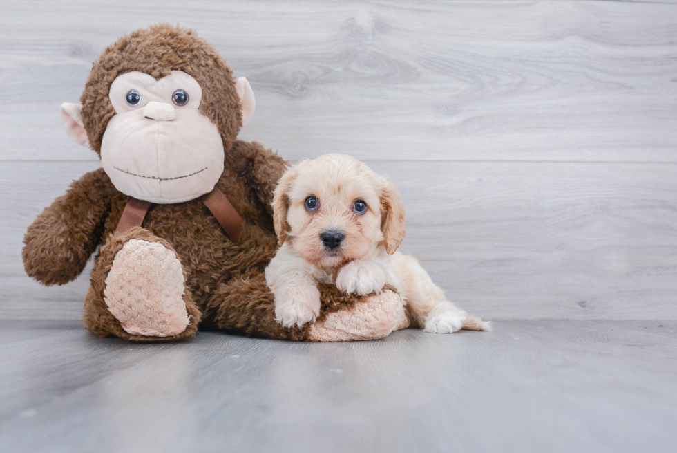 Cavachon Puppy for Adoption