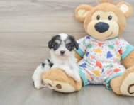 5 week old Cavachon Puppy For Sale - Premier Pups