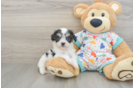 Cavachon Puppy for Adoption