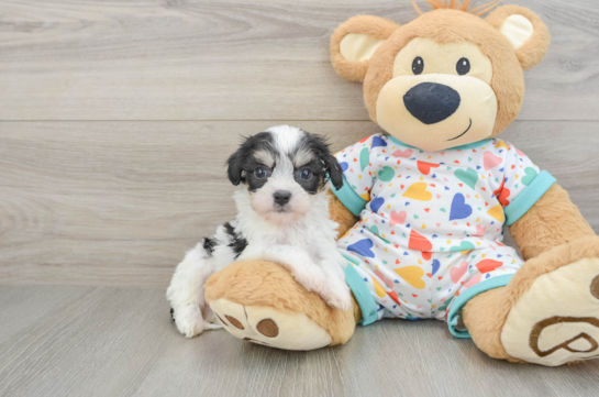 Cavachon Puppy for Adoption