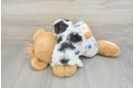 Energetic Cavalier Bichon Designer Puppy