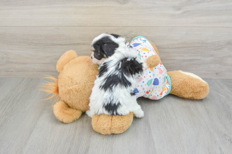 Energetic Cavalier Bichon Designer Puppy