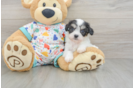 Petite Cavachon Designer Pup
