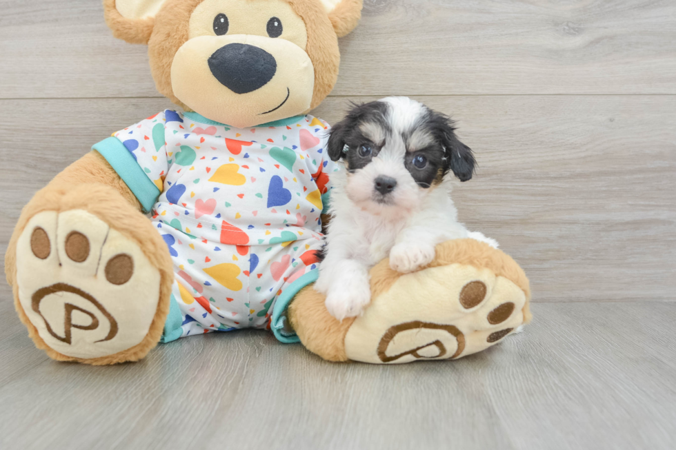 Petite Cavachon Designer Pup
