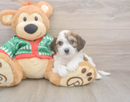 5 week old Cavachon Puppy For Sale - Premier Pups