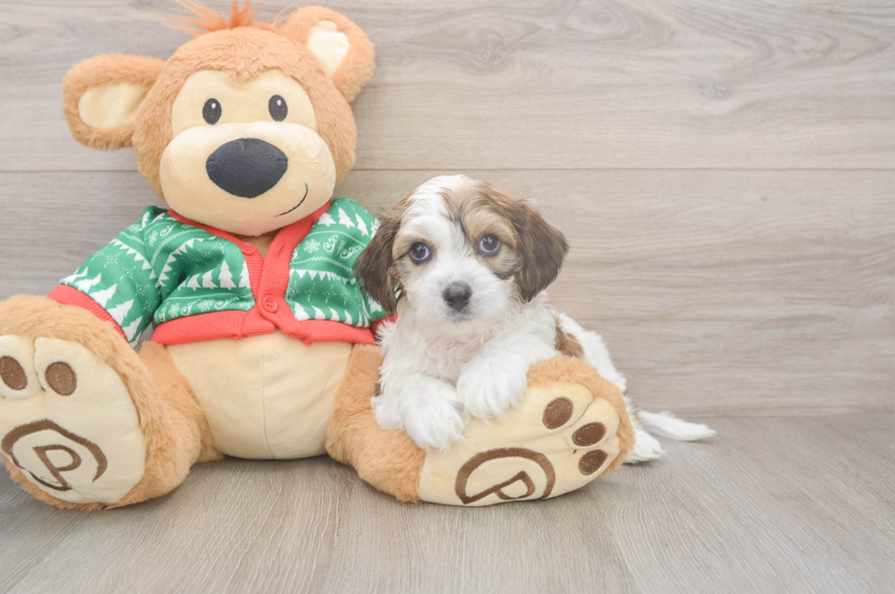 6 week old Cavachon Puppy For Sale - Premier Pups